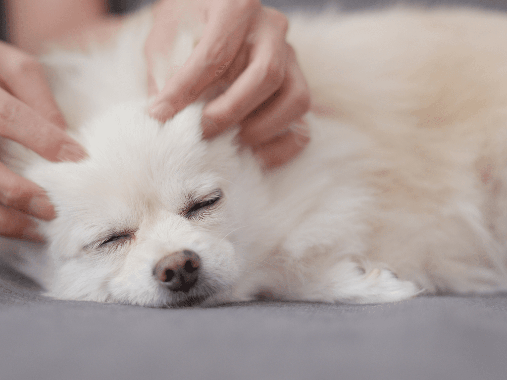 Koiran punkkilääke: mitä vaihtoehtoja on ja mikä sopii omalle koiralle?