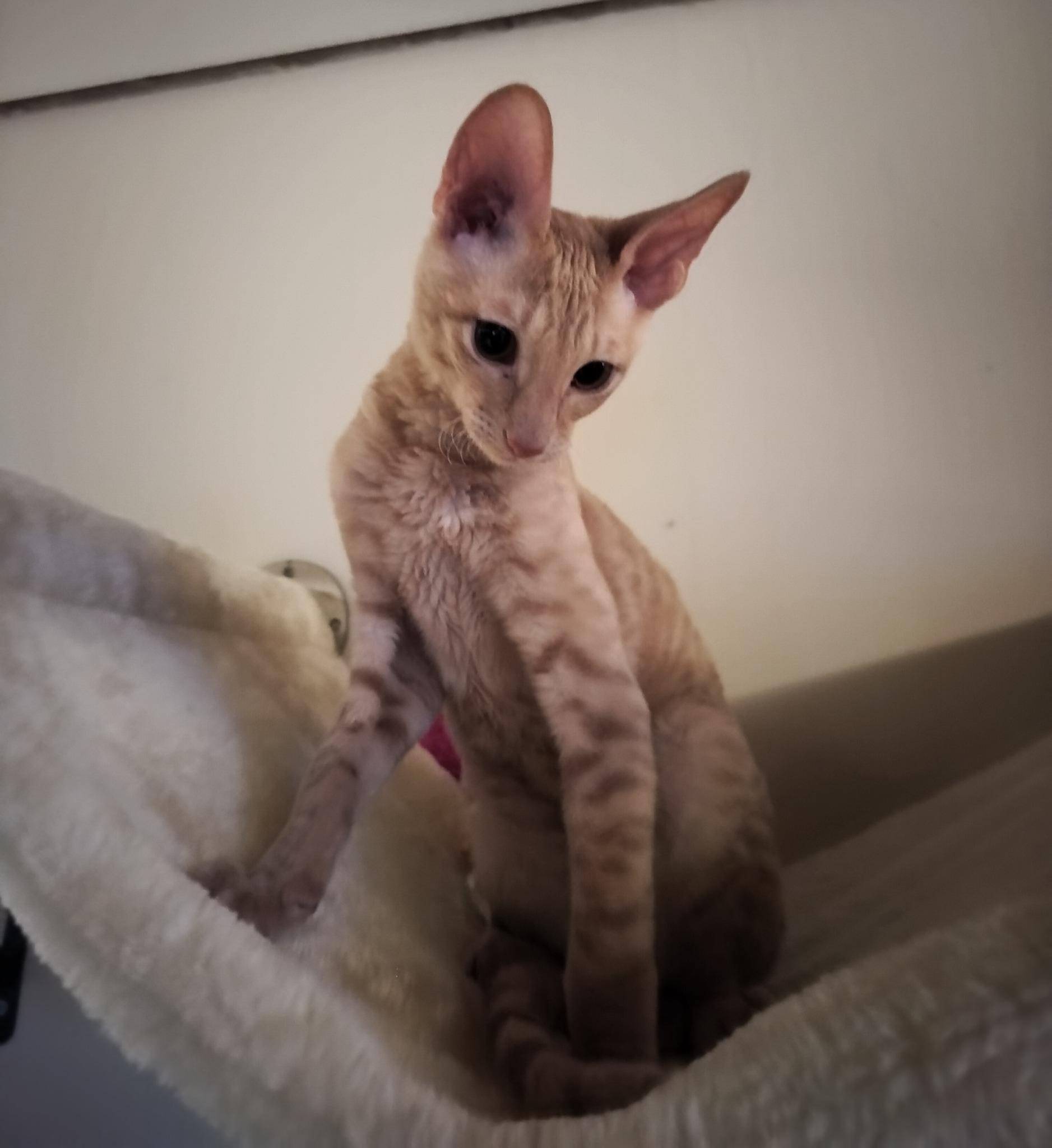 Jäsentarina: Kolme eläinlääkärikäyntiä ja tuhannen euron kulut