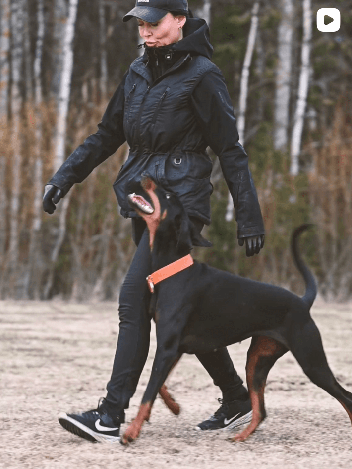 Jenni Saksio, Koirankouluttaja