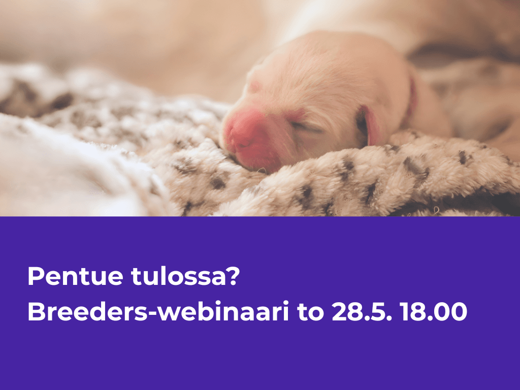 Tervetuloa kasvattajien webinaariin – Furro Breeders käytännössä