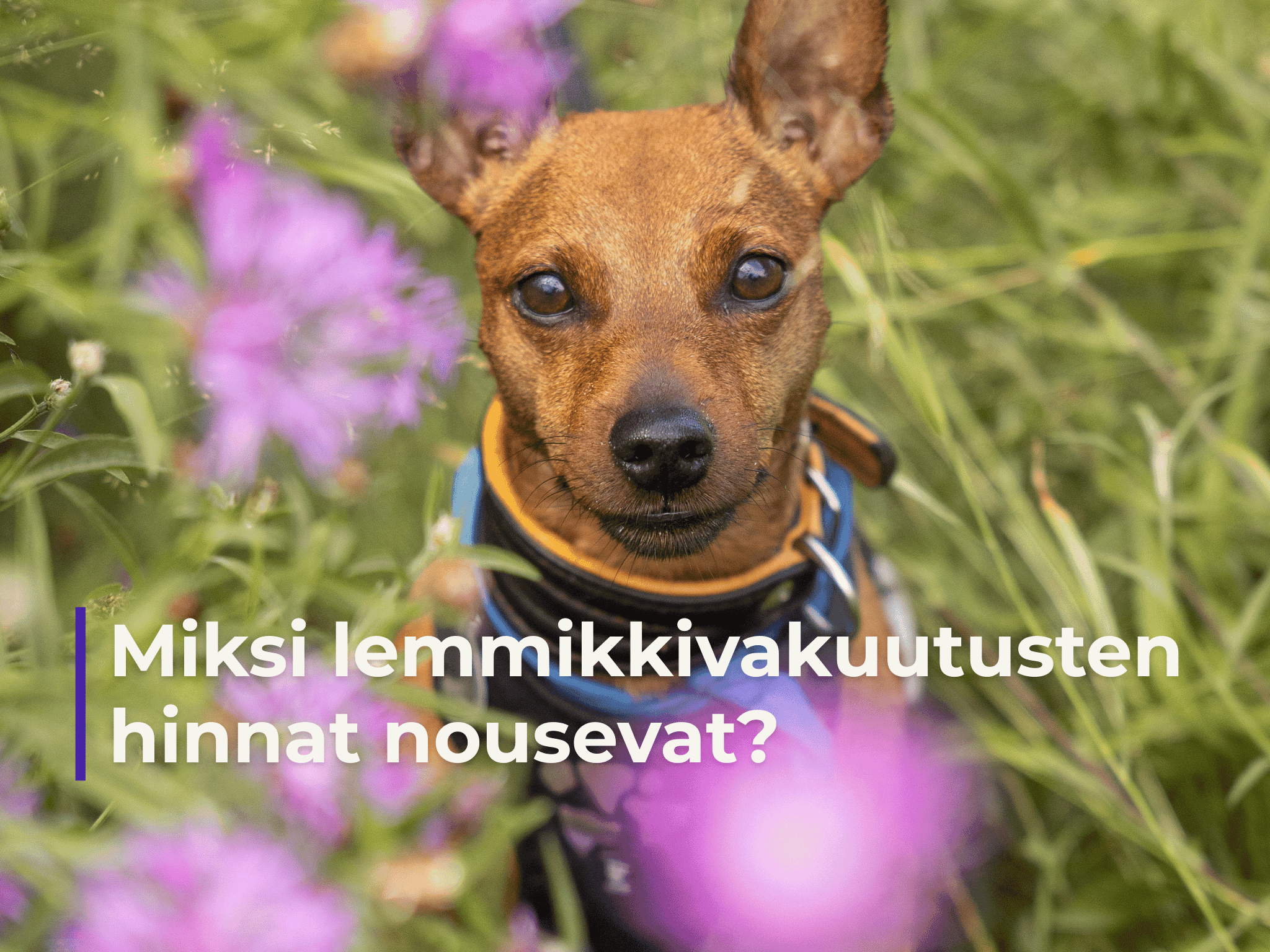 Miksi lemmikkivakuutusten hinnat nousevat?