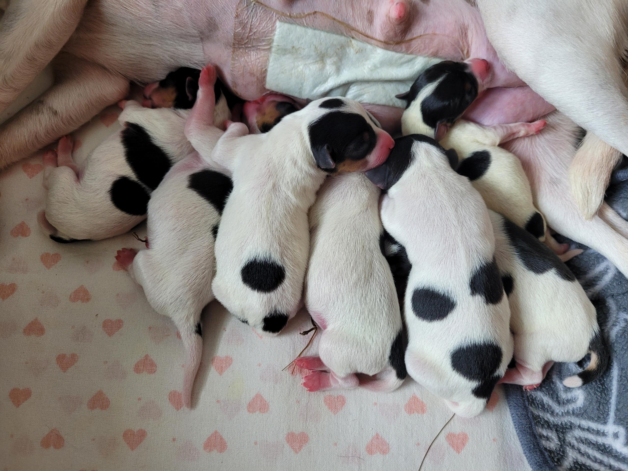 Furro Breeders kokemuksia: seitsemän pennun synnytys päättyi sektioon sunnuntaina