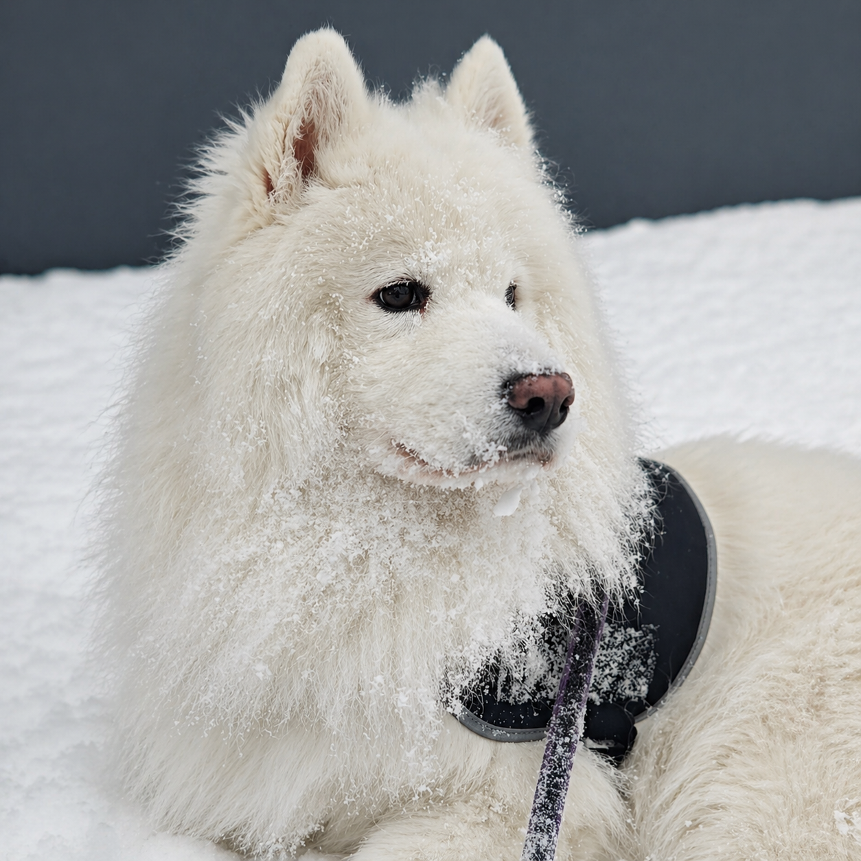 Iivo-koira rakastaa talvea