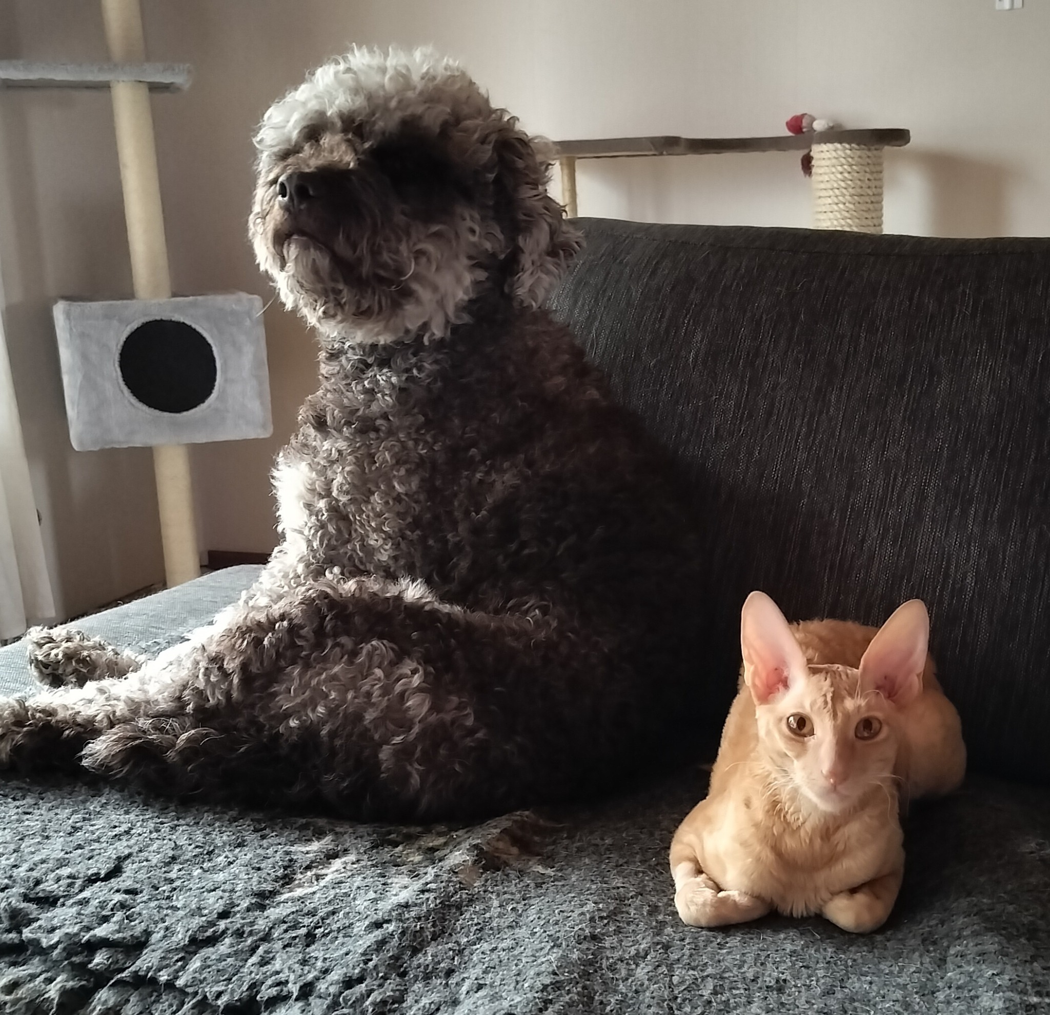 Onni-koira ja Leo-kissa ovat parhaat kaverukset